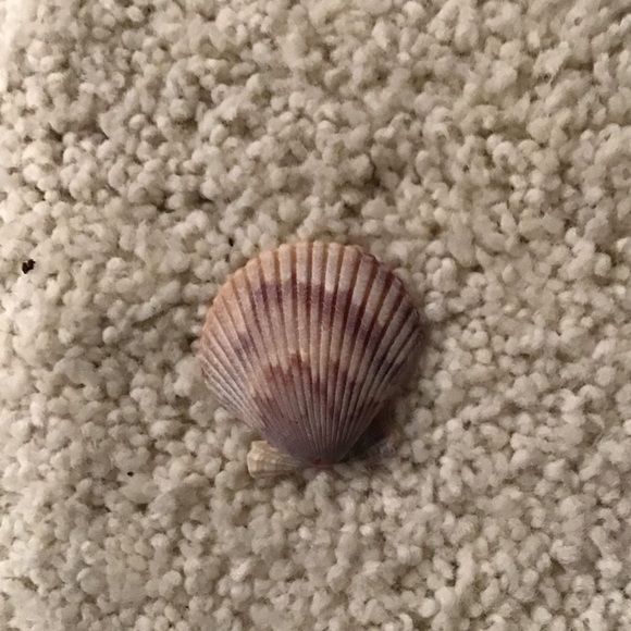 Natural Seashell Decor - Picture 2 of 4